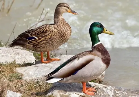 Duck - পাতিহাঁস(1.4 - 1.7 kg per pcs)